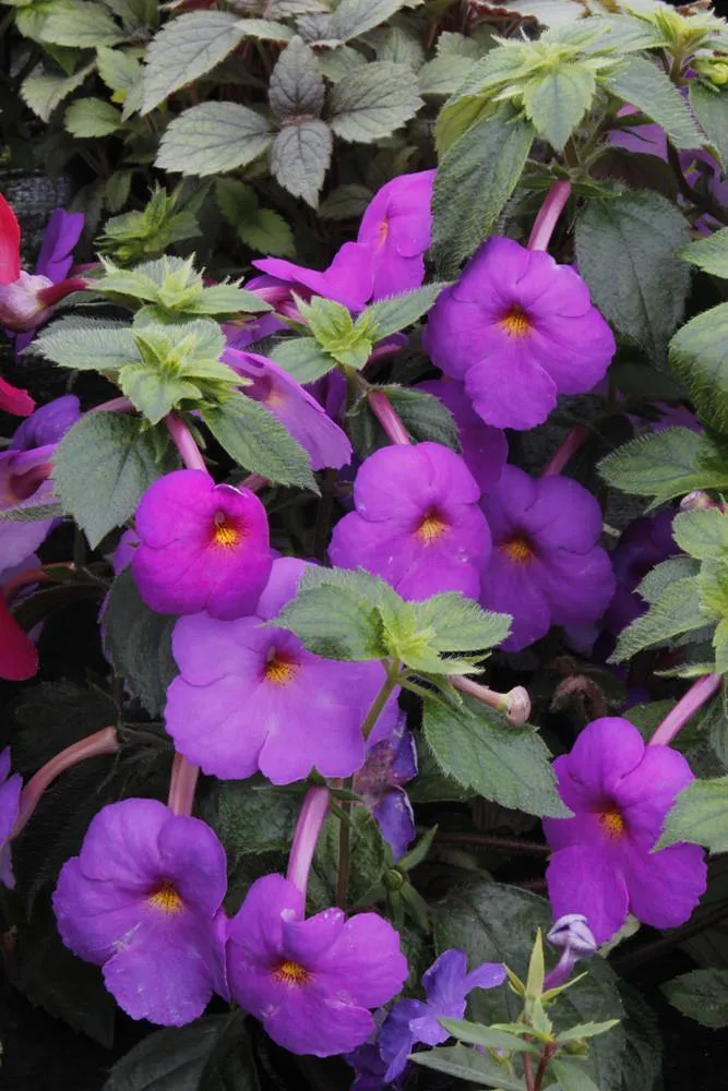 Achimenes Chatlia Purple Flower Bulbs (Pack of 12)
