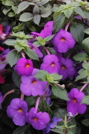 Achimenes Chatlia Purple Flower Bulbs (Pack of 12)