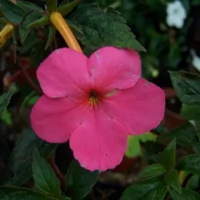 Achimenes Peach Blossom Dark Pink Flower Bulbs (Pack of 12)