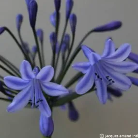 Agapanthus 'Columba'