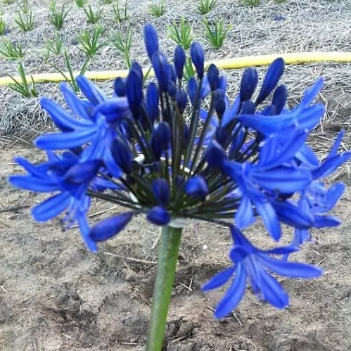 Agapanthus 'Columba'