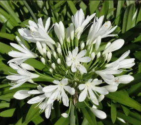 Agapanthus Umbellatus White Flower Bulbs (Pack of 10)
