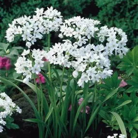 Allium Cowanii White Flower Bulbs (Pack of 6 Bulbs)