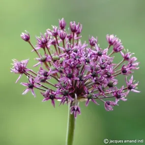 Allium 'Miami'