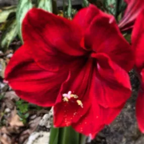 Amaryllis 2nd Grade - Mixed Flower Bulbs (Pack of 25)