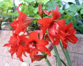 Amaryllis Australian Red Flower Bulbs (Pack of 10)
