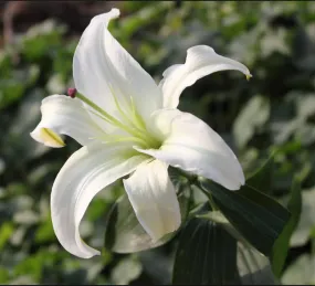 Amaryllis Bicolor White Flower Bulbs (Pack of 6)