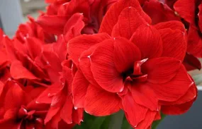 Amaryllis Double Red Flower Bulbs (Pack of 6 Bulbs)