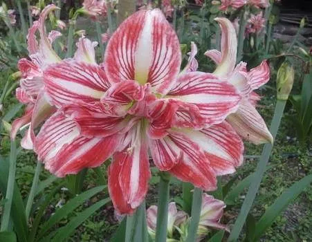 Amaryllis Double Tricolor Flower Bulbs (Pack of 6)