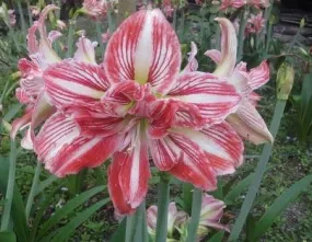 Amaryllis Double Tricolor Flower Bulbs (Pack of 6)