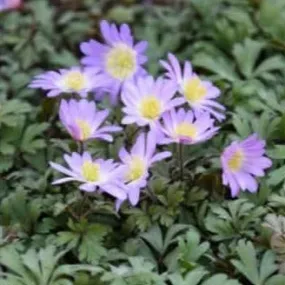 Anemone blanda 'Pink Star'