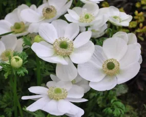 Anemone De caen the dried flower bulb (Pack of 6 bulbs)