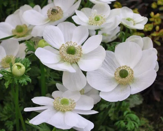 Anemone De caen the dried flower bulb (Pack of 6 bulbs)