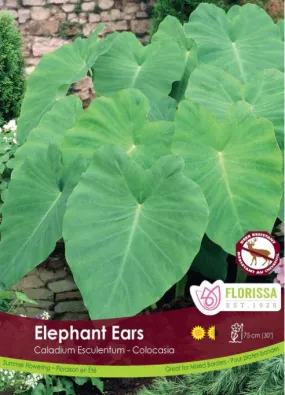 Caladium Bulb - Colocasia Elephant Ears