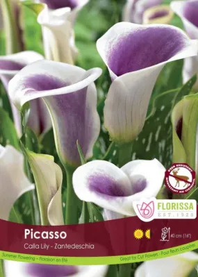 Calla Lily Bulb - Picasso
