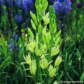 Camassia leichtlinii 'Alba'