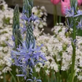 Camassia leichtlinii 'Blue Candle'