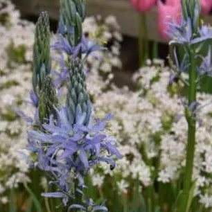 Camassia leichtlinii 'Blue Candle'