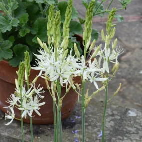 Camassia leichtlinii 'Sacajawea'