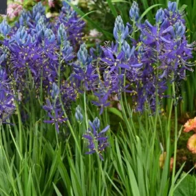 Camassia quamash