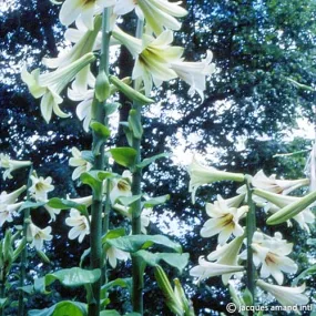 Cardiocrinum giganteum
