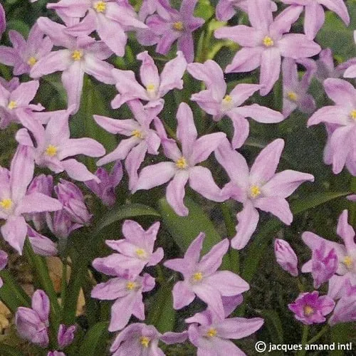 Chionodoxa Luciliae 'Rose Queen'
