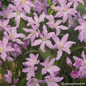 Chionodoxa Luciliae 'Rose Queen'