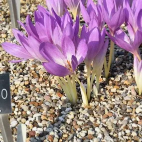 Colchicum 'The Giant'