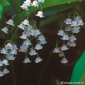 Convallaria majalis var rosea