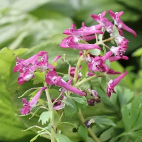 Corydalis solida 'Purple Bird'