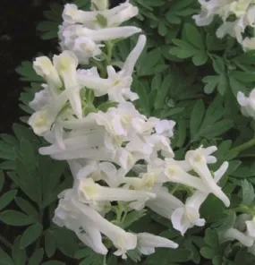 Corydalis solida  White Knight