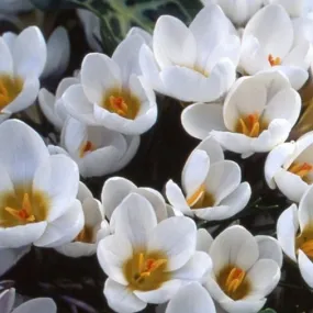 Crocus 'Ard Schenk'