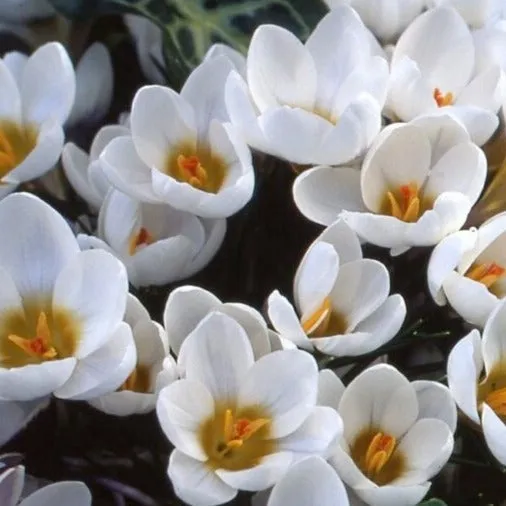 Crocus 'Ard Schenk'