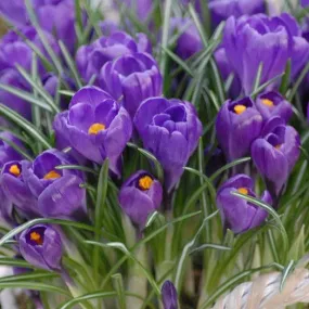 Crocus 'Flower Record'