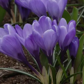 Crocus 'Grand Maitre'