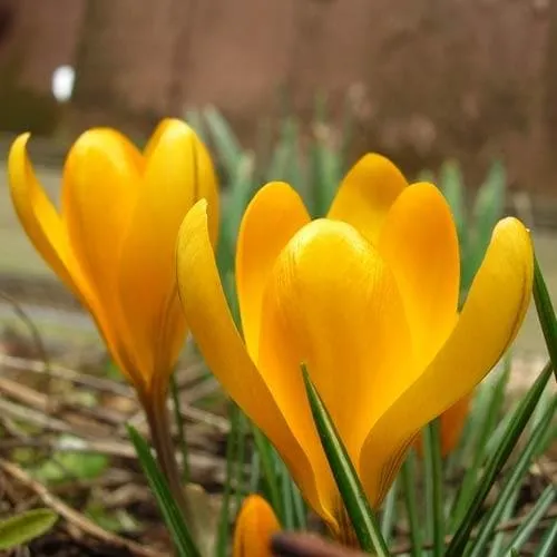 Crocus Large Flowering Yellow