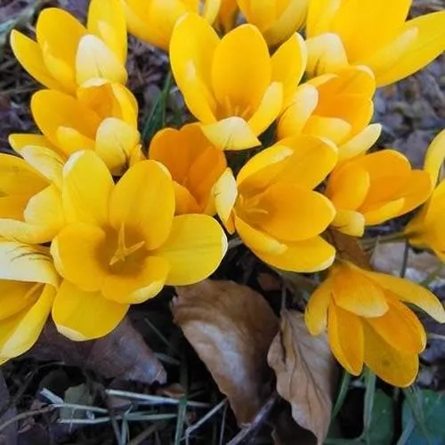 Crocus Large Flowering Yellow