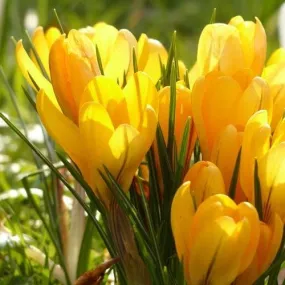 Crocus Large Flowering Yellow