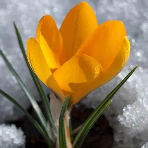 Crocus Large Flowering Yellow
