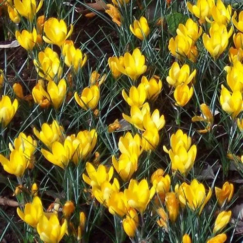 Crocus Large Flowering Yellow