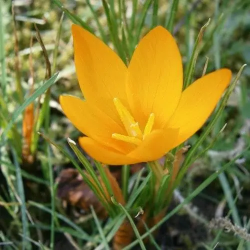 Crocus Large Flowering Yellow