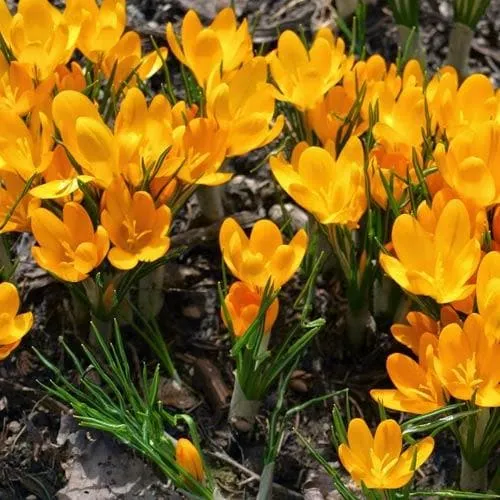 Crocus Large Flowering Yellow