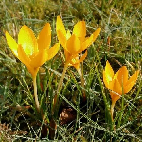 Crocus Large Flowering Yellow