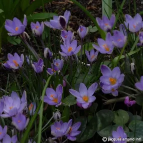 Crocus minimus