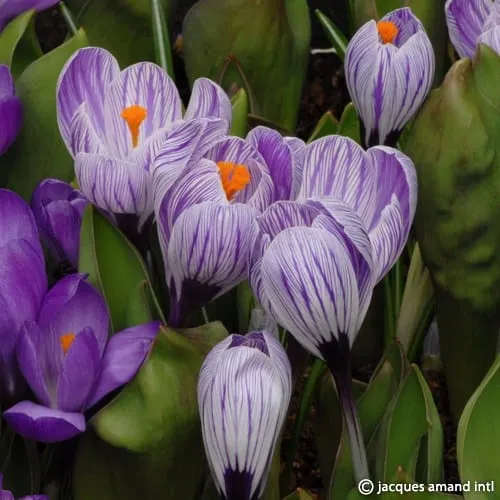 Crocus 'Pickwick'