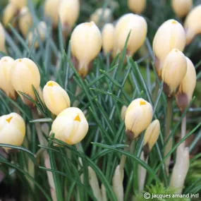 Crocus 'Romance'