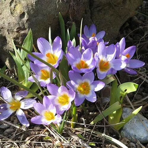 Crocus sieberi Tricolor