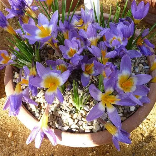 Crocus sieberi Tricolor