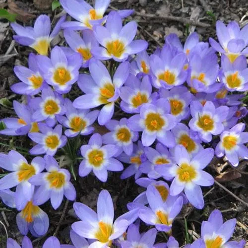 Crocus sieberi Tricolor