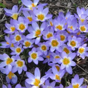 Crocus sieberi Tricolor